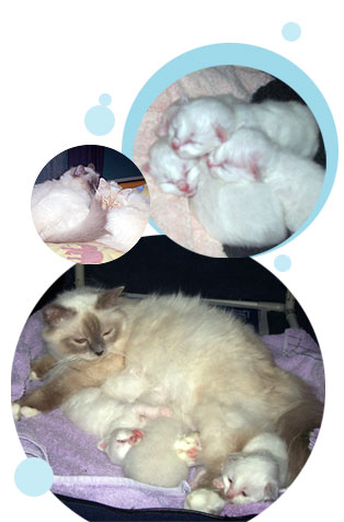 Otara Birman Kittens